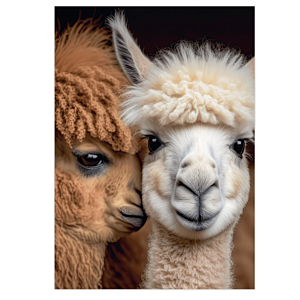 Poster A4 Alpaca